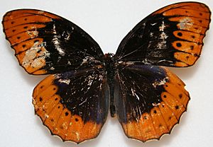 Male Diana Fritillary Megan McCarty27.jpg