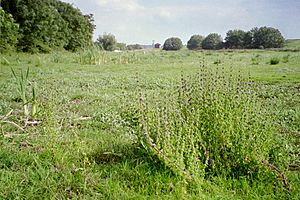 Mentha pulegium at Weston Favell