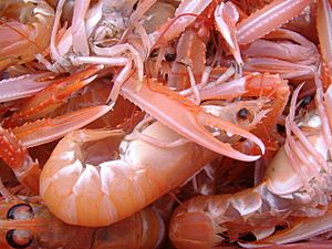 Norway Lobster Scotland