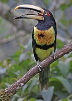 Pale-mandibled Aracari 1 JCB