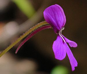 Pinguicula moranensis flower profile