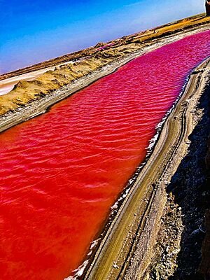 Pink lake