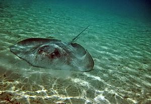 Pink whipray moorea