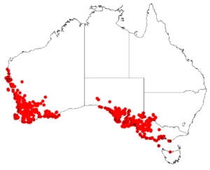 Podotheca angustifoliaDistMap1.png