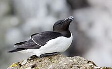 Posing Razorbill (52058500088)