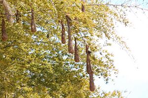 Psarocolius wagleri nests panama