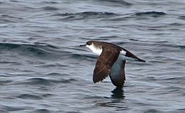 Puffinus puffinus -Iceland -flying-6.jpg