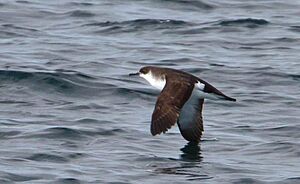 Puffinus puffinus -Iceland -flying-6