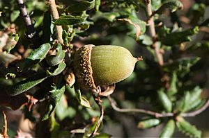 Quercus dumosa.jpg