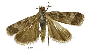 Scoparia s.l. caliginosa male.jpg