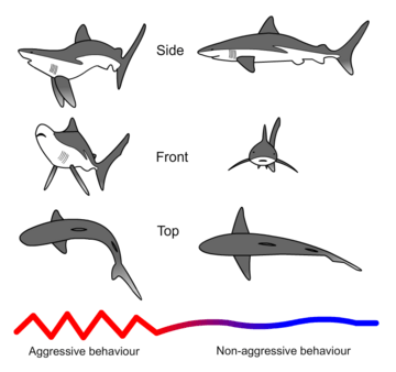 Shark threat display