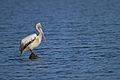 Spot-billed Pelican at Pulicat Lake