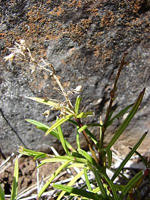 Starr 081014-0241 Schiedea haleakalensis.jpg