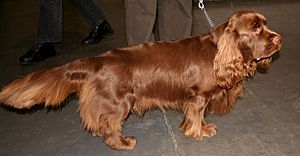 Sussex spaniel t43.jpg