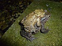 TOADS 070313 3