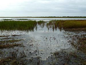 Tacumshane Lake View (geograph 2090769).jpg