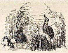 Tail-piece of Bittern swallowing a frog from Yarrell History of British Birds 1843