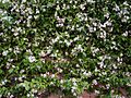 Trachelospermum jasminoides HRM1