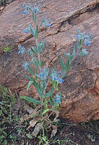 Trichodesma zeylanicum habit