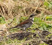 Turdus eunomus -Japan-8.jpg