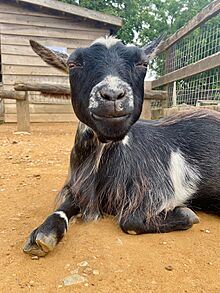 West African pygmy goat at Whipsnade Zoo