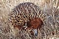 Wild shortbeak echidna