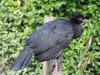 Yellow-knobbed Curassow RWD2