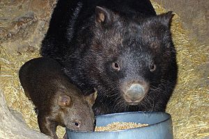 A235, Ballarat Wildlife Park, Ballarat, Australia, wombats, 2007