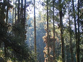 Abies religiosa Chincua 5.jpg