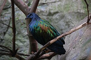 Adult Nicobar Pigeon.jpg