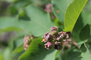 Amelanchier alnifolia, Castle Provincial Park