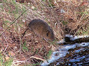 Arvicola terrestris