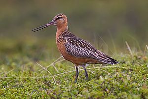 Bar-tailed Godwit.jpg