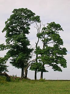 Barrmill Cholera pit site