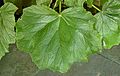 Begonia 'Parviflora' Leaf 3000px