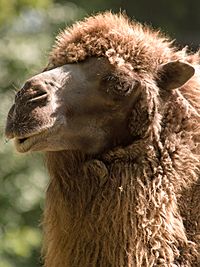 Camel portrait