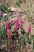 Castilleja raupii.jpg