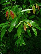 Cinnamomum verum 002