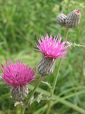 Cirsium muticum.jpg