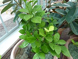 Citrus paradisi 'Oroblanco' - Grapefruit