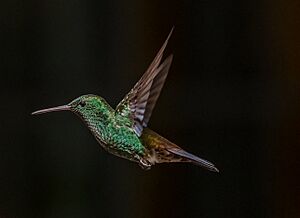 Copper rump hummingbird, Tobago. copyright Steve Laycock