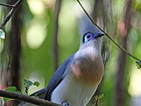 Crested Coua RWD2