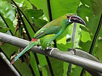 Crimson-rumped Toucanet RWD