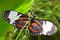 Cydno Longwing underside