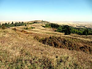 Cypress Hills Grassland