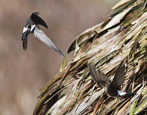 DRbirds Antillean Palm Swift c.jpg