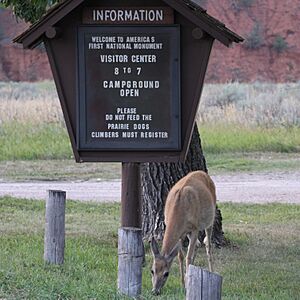 DevilsTowerInfoSignDeer