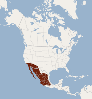 Distribution of Lasiurus xanthinus.png