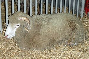 Dorset sheep