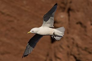 Dreizehenmöwe im Flug